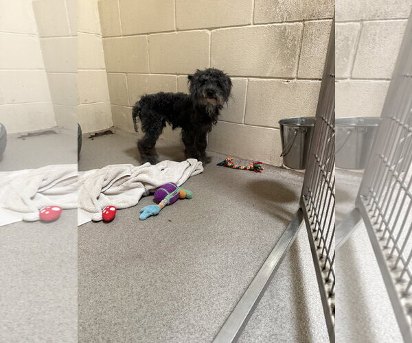 Medium Photo #4 Poodle (Miniature) Puppy For Sale in Sanford, FL, USA