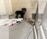 Small Photo #4 Poodle (Miniature) Puppy For Sale in Sanford, FL, USA