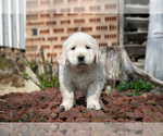 Small Photo #15 English Cream Golden Retriever Puppy For Sale in ORRVILLE, OH, USA