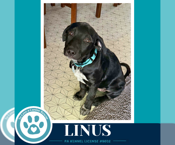 Medium Photo #2 Labrador Retriever-Unknown Mix Puppy For Sale in Kimberton, PA, USA