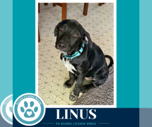 Linus ( L Crew) 102426 - Male Labrador Retriever-Unknown Mix Dog for Adoption - Photo #2