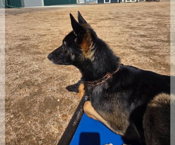 Medium Photo #3 Mutt Puppy For Sale in Imlay City, MI, USA