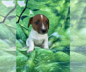 Jack Russell Terrier Puppy for Sale in LANCASTER, Pennsylvania USA