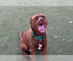 Mutt Dogs for adoption in Martinez, CA, USA