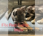 Small Photo #8 German Shepherd Dog Puppy For Sale in DALLAS, TX, USA