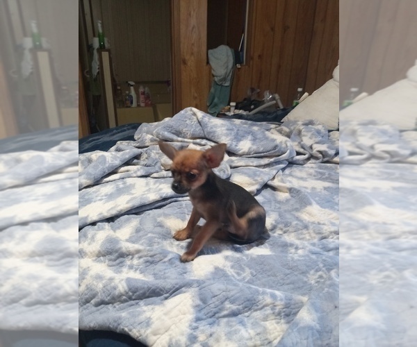 Medium Photo #5 Chihuahua Puppy For Sale in SHALLOTTE, NC, USA