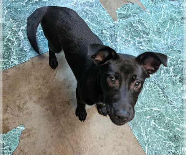 Medium Photo #2 Mutt Puppy For Sale in Anniston, AL, USA