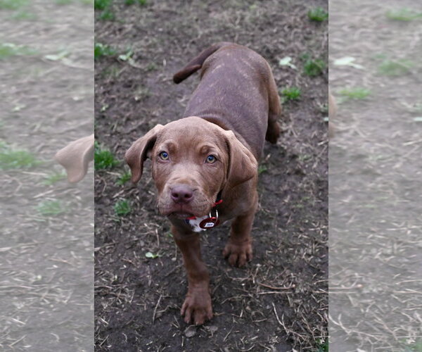 Medium Photo #2 Mastiff-Unknown Mix Puppy For Sale in Wakefield, RI, USA
