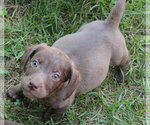 Small #4 Doxle