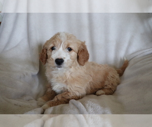 Goldendoodle (Miniature) Puppy for sale in SHILOH, OH, USA