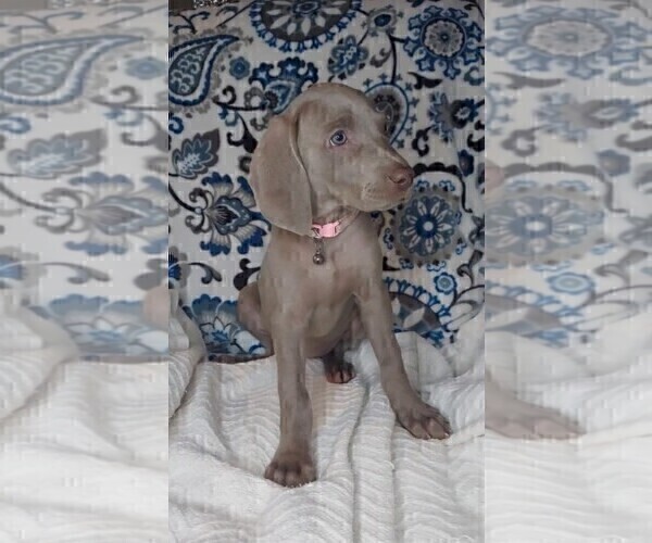 Medium Photo #7 Weimaraner Puppy For Sale in LEWISBURG, KY, USA