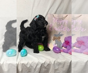Goldendoodle (Miniature) Puppy for sale in INDIANAPOLIS, IN, USA