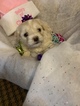 Small Photo #5 Havanese Puppy For Sale in THOMASVILLE, NC, USA