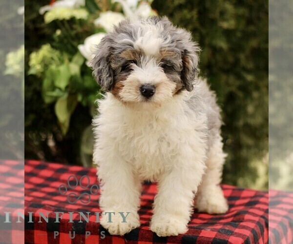 Medium Photo #2 Bernedoodle (Miniature) Puppy For Sale in LEOLA, PA, USA