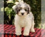 Small #1 Bernedoodle (Miniature)