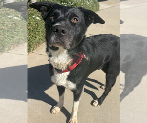 Taz Jr. *Courtesy Post* - Male Border Collie-Unknown Mix Dog for Adoption - Photo #3