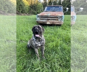 Mastiff Puppy for Sale in WASHOUGAL, Washington USA