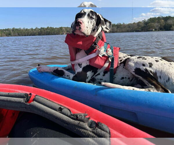 Medium Photo #2 Great Dane Puppy For Sale in Bullard, TX, USA