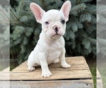 Image preview for Ad Listing. Nickname: Louie