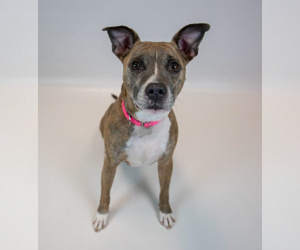 Medium Photo #4 Mutt Puppy For Sale in Kennesaw, GA, USA