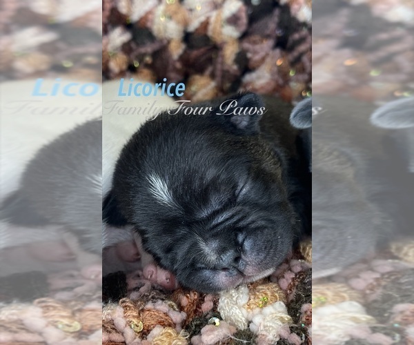 Medium Photo #2 Faux Frenchbo Bulldog Puppy For Sale in HOODSPORT, WA, USA