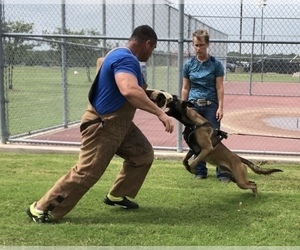 Father of the Belgian Malinois puppies born on 02/24/2026
