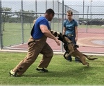 Small Photo #1 Belgian Malinois Puppy For Sale in WHITESBORO, TX, USA