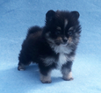 Small Photo #1 Pomeranian Puppy For Sale in N PALM BEACH, FL, USA