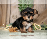 Small #1 Yorkshire Terrier