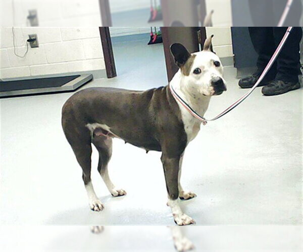 Medium Photo #1 Mutt Puppy For Sale in Fayetteville, NC, USA