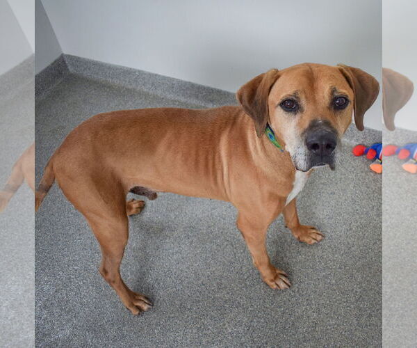 Medium Photo #6 Great Dane-Unknown Mix Puppy For Sale in Huntley, IL, USA