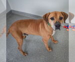 Small #5 Great Dane Mix