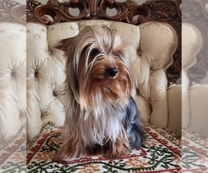 Mother of the Yorkshire Terrier puppies born on 12/01/2025
