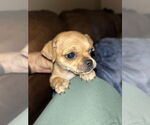 Small #2 Chihuahua