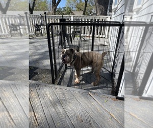 English Bulldog Puppy for sale in LANSING, IL, USA
