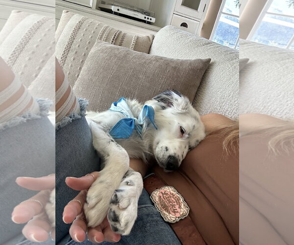Medium Photo #6 Australian Shepherd-Unknown Mix Puppy For Sale in Sandy, UT, USA