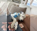 Small #5 Australian Shepherd Mix