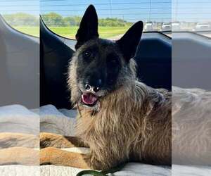 Mutt Dogs for adoption in Imlay City, MI, USA
