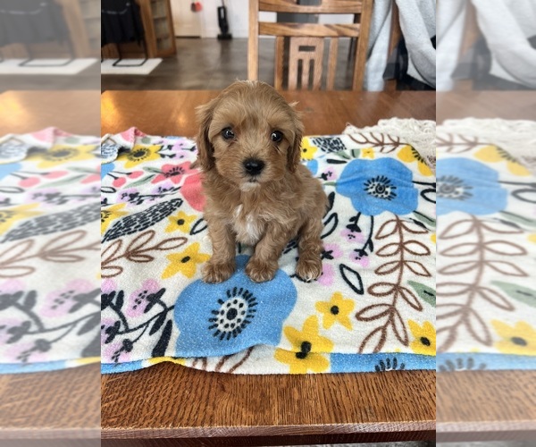 Medium Photo #3 Cavapoo Puppy For Sale in BELDING, MI, USA