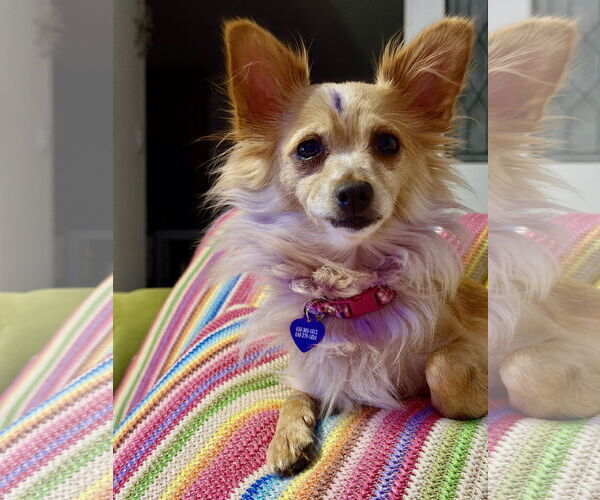 Medium Photo #5 Chiranian Puppy For Sale in San Francisco, CA, USA