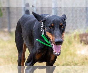 Doberman Pinscher Dogs for adoption in Devine, TX, USA