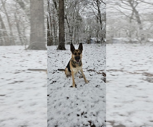 Medium Photo #1 Shepradors Puppy For Sale in CATAULA, GA, USA
