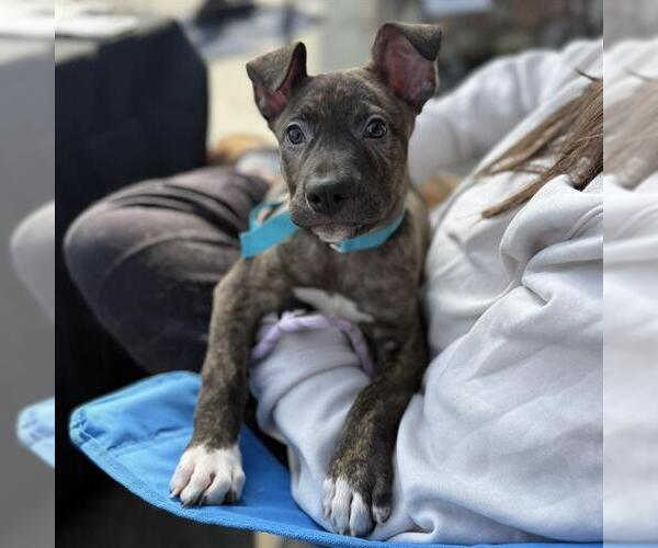 Medium Photo #1 American Pit Bull Terrier-Unknown Mix Puppy For Sale in Modesto, CA, USA