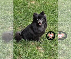 Pomeranian Dogs for adoption in Lebanon, PA, USA