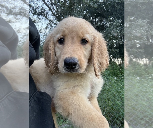 Medium Photo #19 Golden Retriever Puppy For Sale in LAKELAND, FL, USA