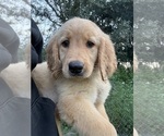 Small #3 Golden Retriever