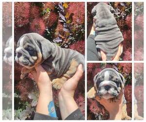 English Bulldog Dog for Adoption in PINON HILLS, California USA