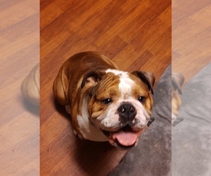 Bulldog Puppy for sale in LAKE PLACID, NY, USA