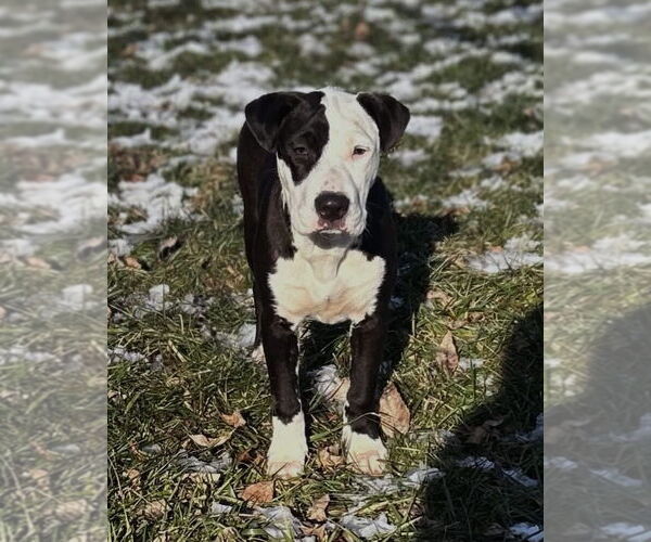 Medium Photo #1 American Pit Bull Terrier-Unknown Mix Puppy For Sale in Germantown, OH, USA