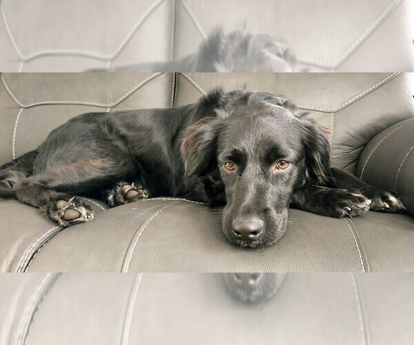 Medium Photo #16 Mutt Puppy For Sale in Oak Bluffs, MA, USA